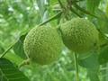 eastern black walnut